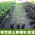 广西冰糖心木瓜苗矮化特大南方四季耐寒庭院种植当年结果树苗