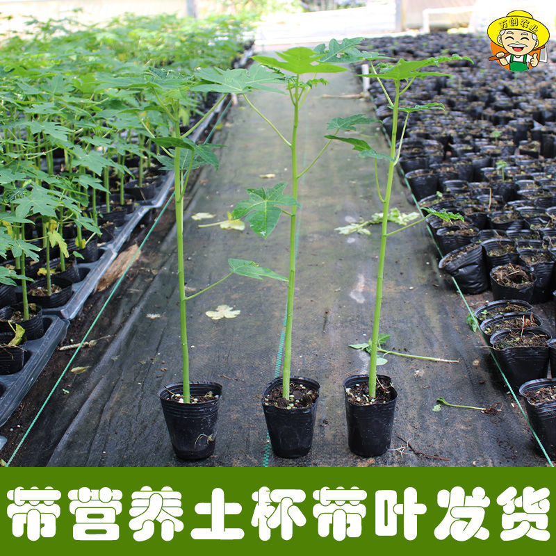 广西冰糖心木瓜苗矮化特大南方四季耐寒庭院种植当年结果树苗