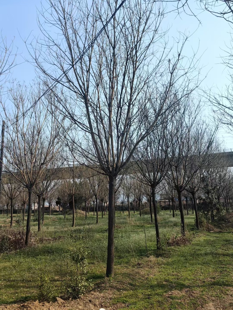 大量出售国槐，陕西国槐基地批发价格