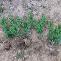 大量出售营养杯装小龙柏，西安龙柏球基地直销