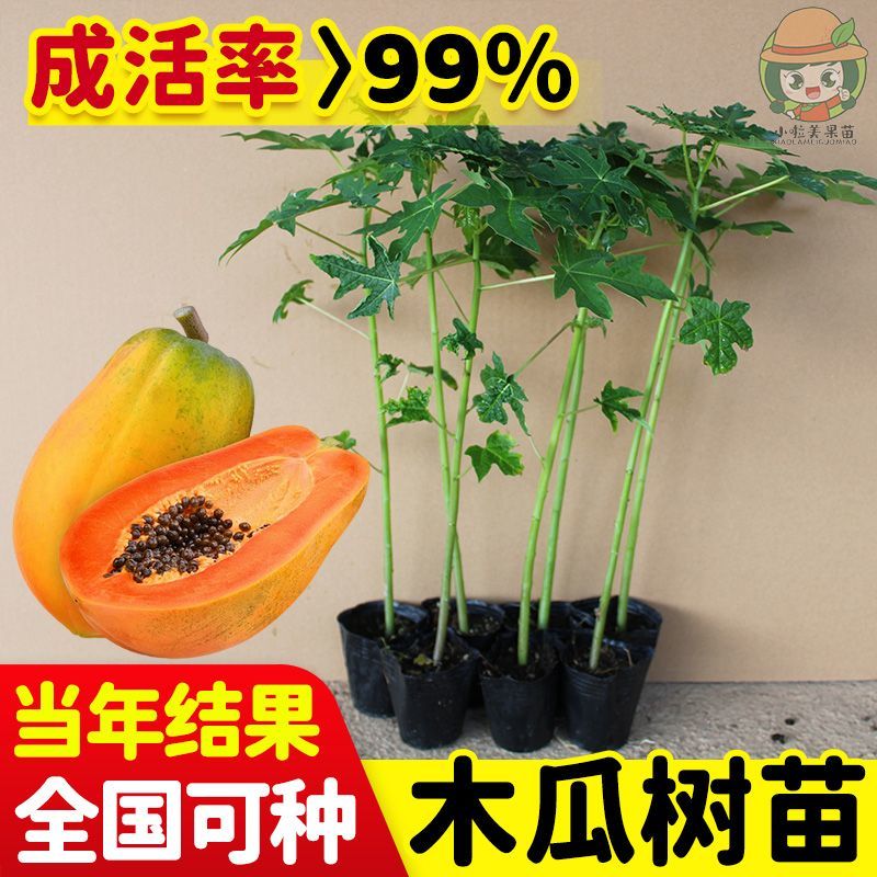 正宗红心木瓜苗超矮水果南方种植木瓜苗矮化特大当年四季结果