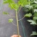正宗红心木瓜苗超矮水果南方种植木瓜苗矮化特大当年四季结果