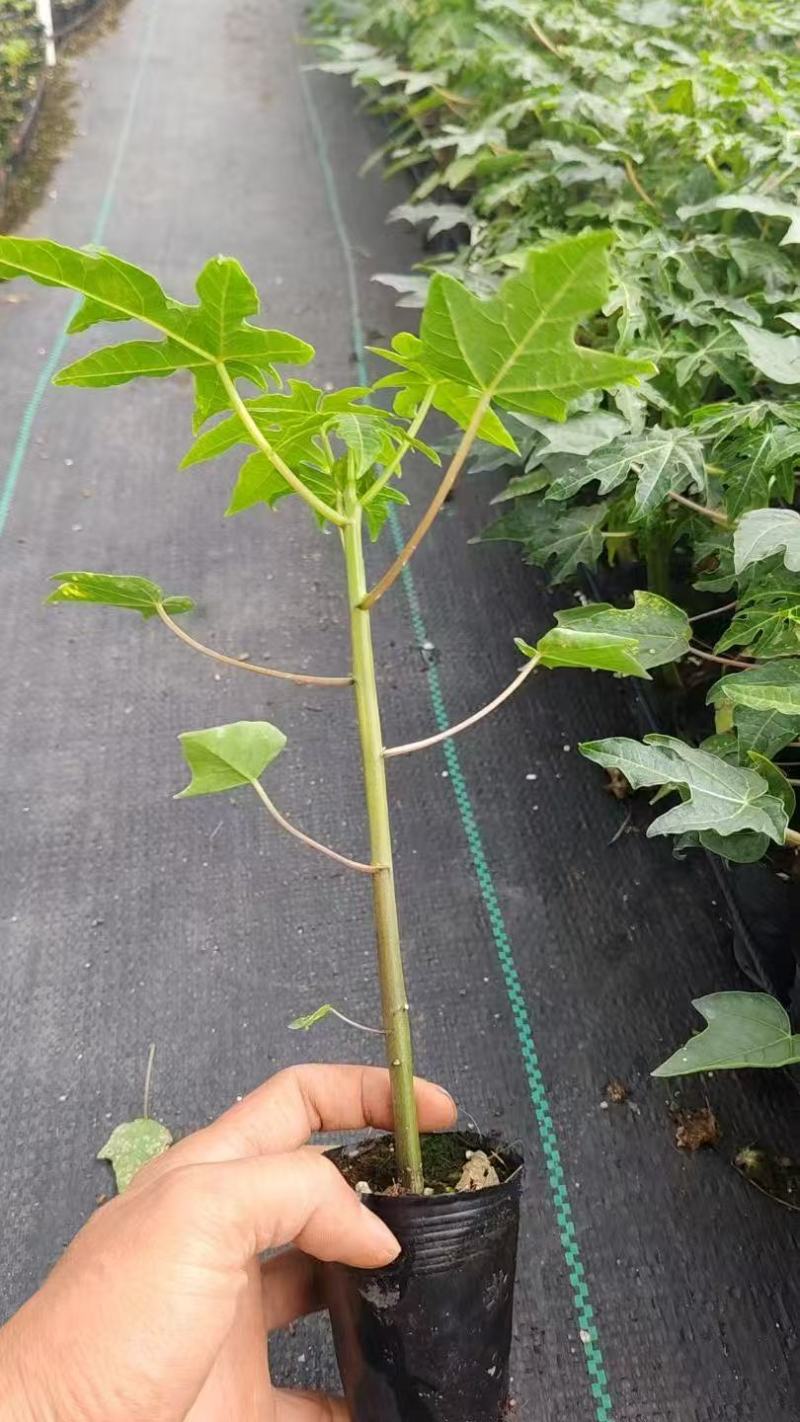 正宗红心木瓜苗超矮水果南方种植木瓜苗矮化特大当年四季结果
