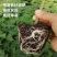 正宗红心木瓜苗超矮水果南方种植木瓜苗矮化特大当年四季结果