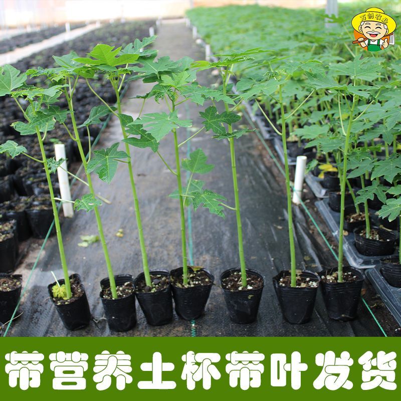 正宗红心木瓜苗超矮水果南方种植木瓜苗矮化特大当年四季结果