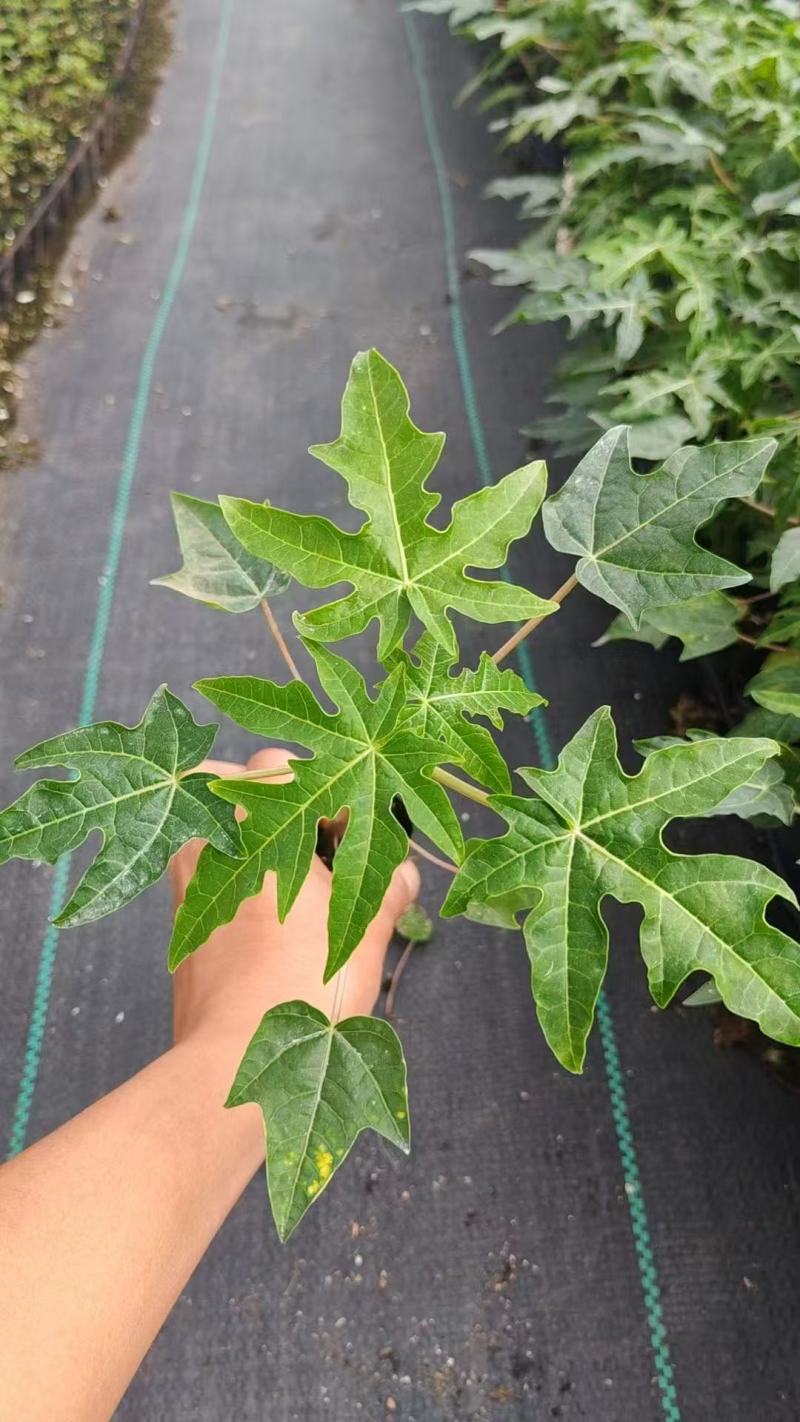 正宗红心木瓜苗超矮水果南方种植木瓜苗矮化特大当年四季结果