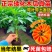 正宗红心木瓜苗超矮水果南方种植木瓜苗矮化特大当年四季结果