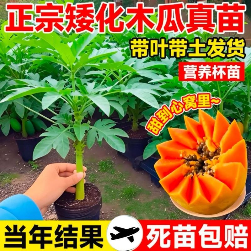 正宗红心木瓜苗超矮水果南方种植木瓜苗矮化特大当年四季结果