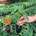 正宗红心木瓜苗超矮水果南方种植木瓜苗矮化特大当年四季结果