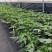 正宗红心木瓜苗超矮水果南方种植木瓜苗矮化特大当年四季结果