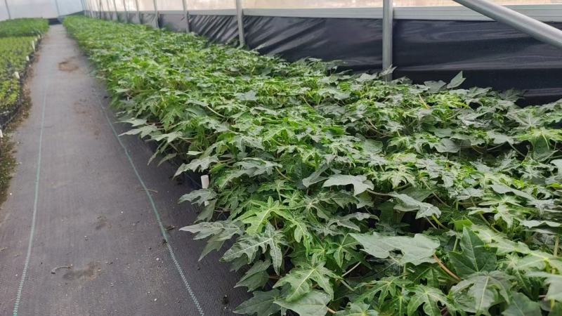 正宗红心木瓜苗超矮水果南方种植木瓜苗矮化特大当年四季结果