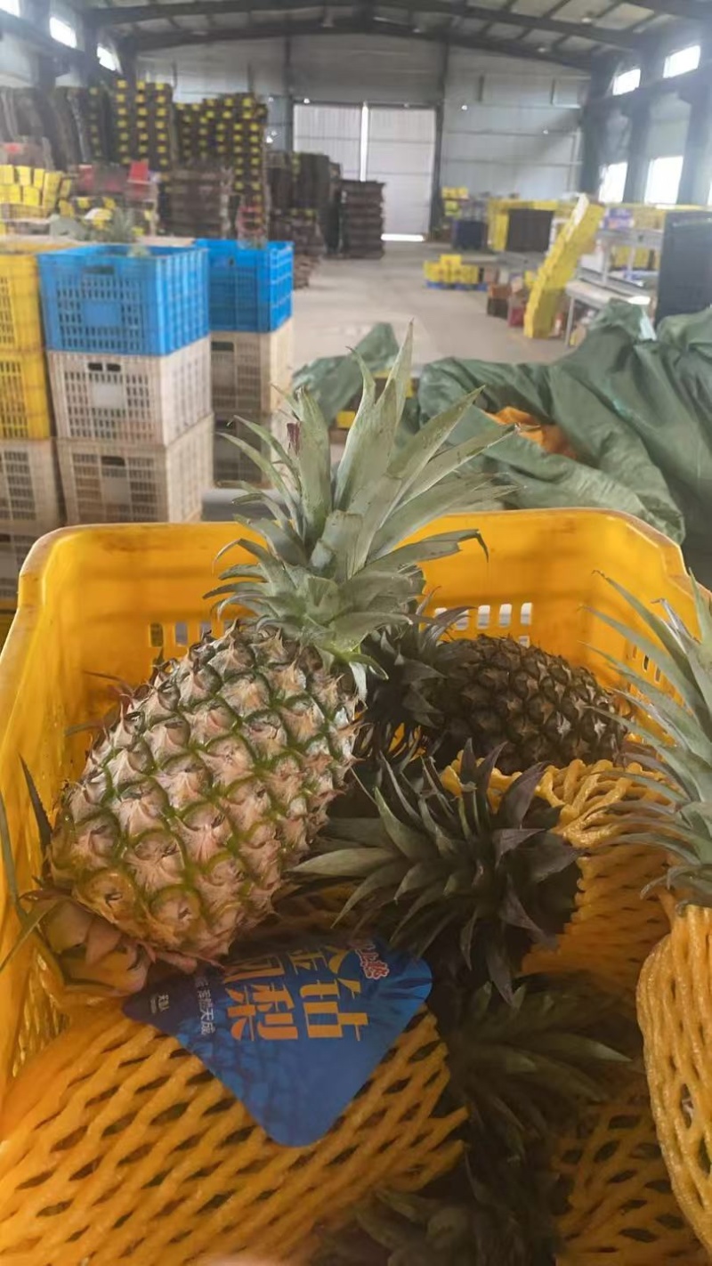 海南天地人金钻凤梨🍍17号精品，统货