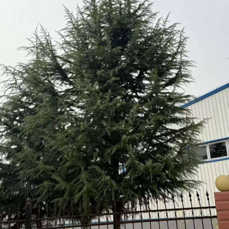 精品雪松