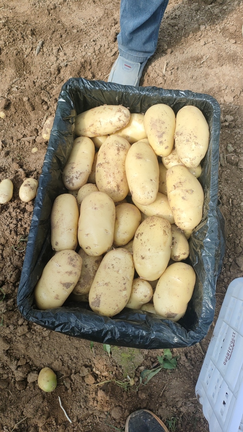 热卖荷兰十五土豆产地直供全国发货对接全国商超