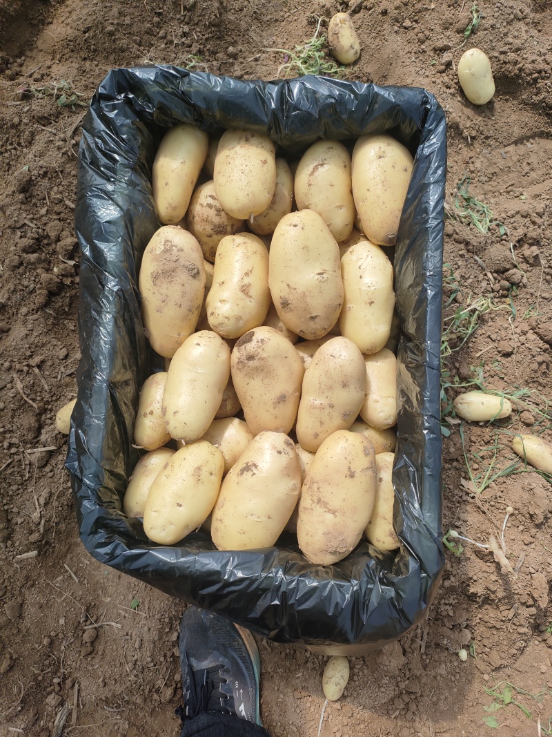 热卖荷兰十五土豆产地直供全国发货对接全国商超