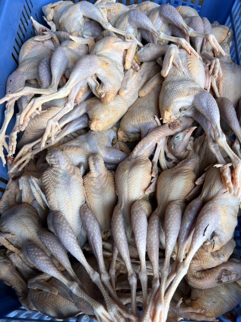 鹧鸪白条鹧鸪肉大量供应欢迎采购