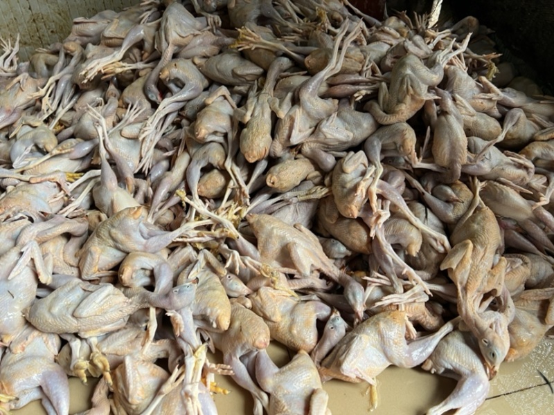 鹧鸪白条鹧鸪肉大量供应欢迎采购