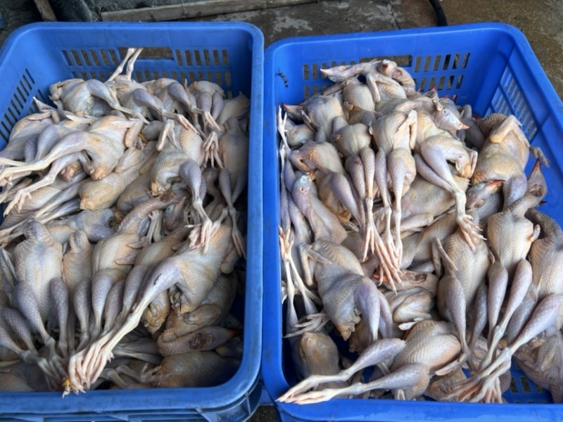 鹧鸪白条鹧鸪肉大量供应欢迎采购