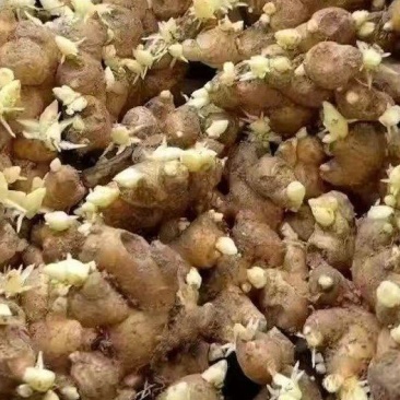 姜种高产368脱毒姜种平顶4号山农一/二号技术指导