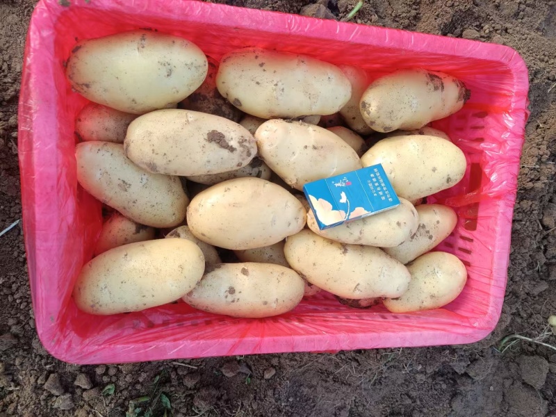 优质荷兰十五土豆价格优惠量大质优