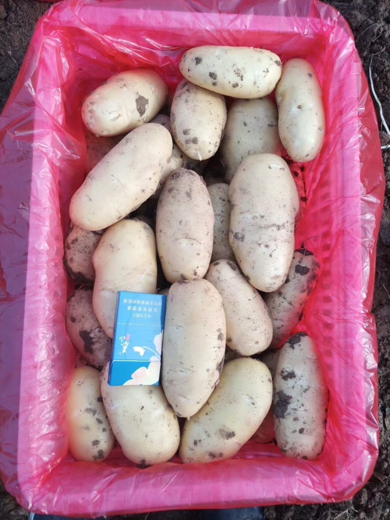 优质荷兰十五土豆价格优惠量大质优