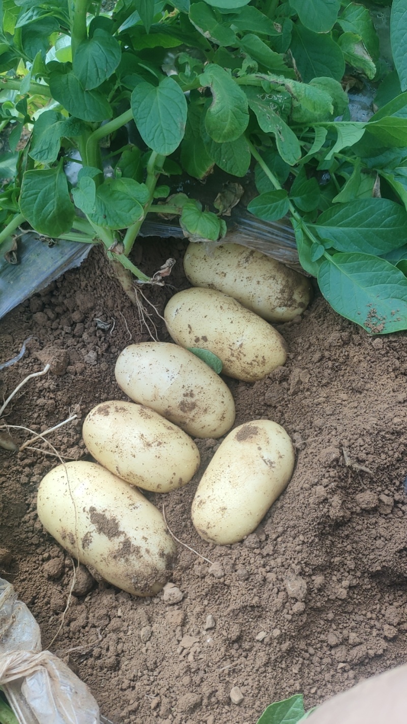 优质荷兰十五土豆价格优惠量大质优