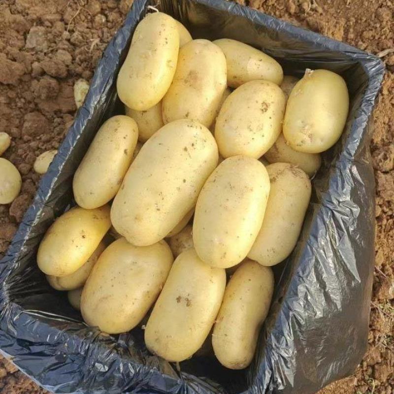 优质荷兰十五土豆价格优惠量大质优