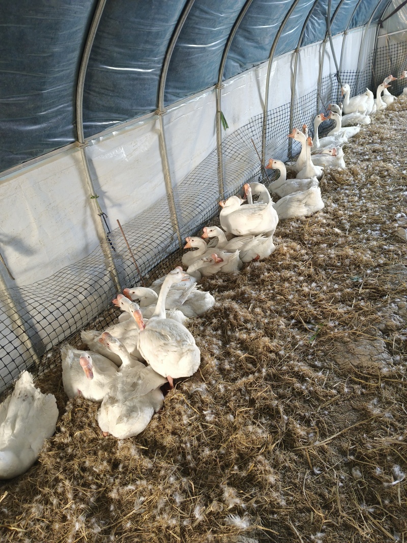散养淘汰种鹅
