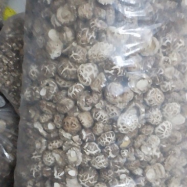 香菇