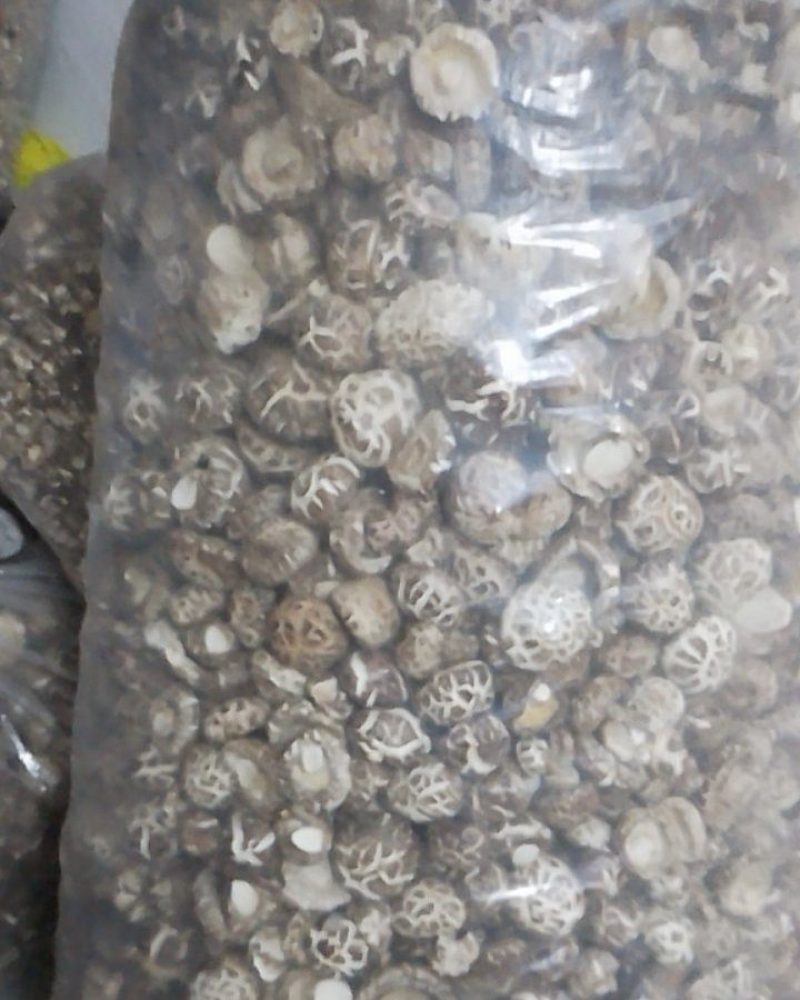 香菇