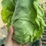 湖北牛角包菜牛心甘蓝品质保证欢迎联系接商超市场电商