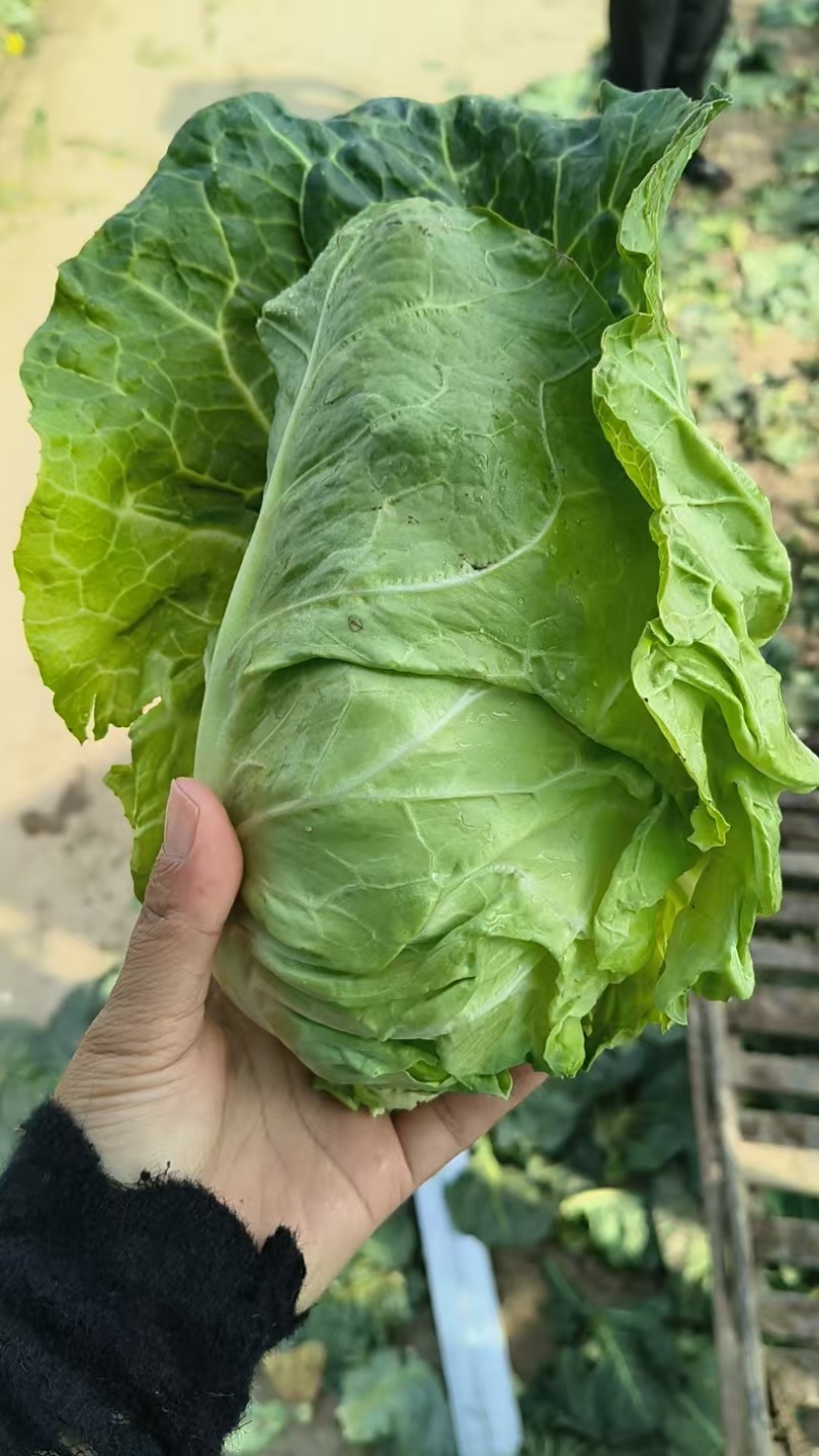 湖北牛角包菜牛心甘蓝品质保证欢迎联系接商超市场电商