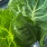 湖北牛角包菜牛心甘蓝品质保证欢迎联系接商超市场电商