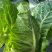 湖北牛角包菜牛心甘蓝品质保证欢迎联系接商超市场电商