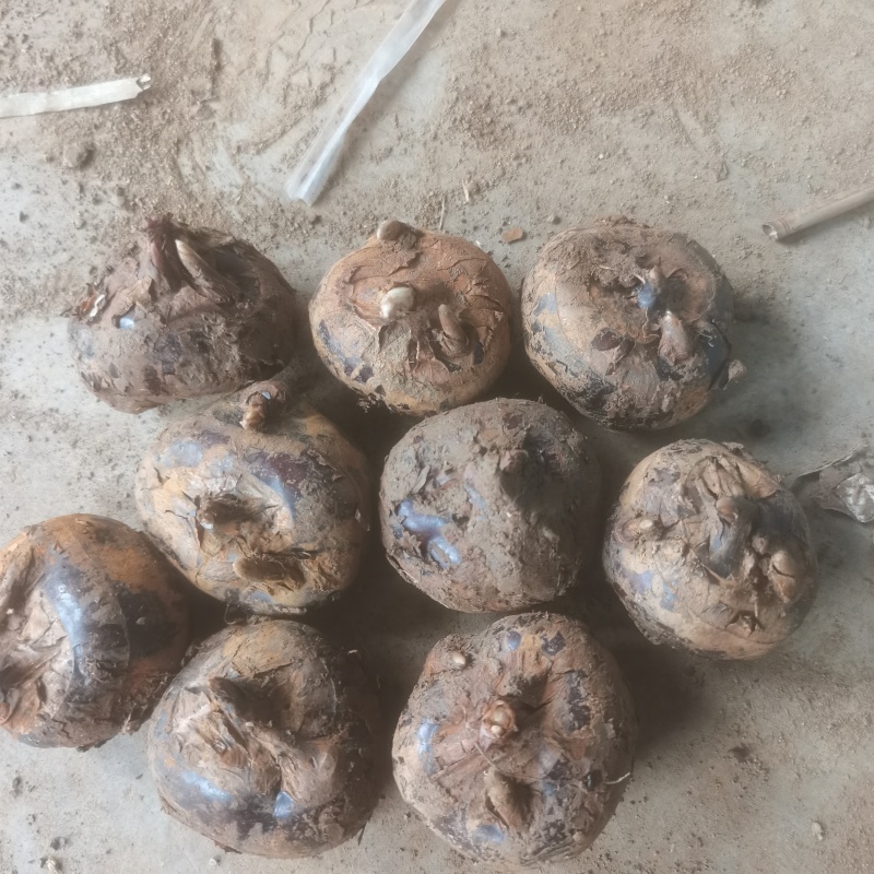 云南马蹄特大