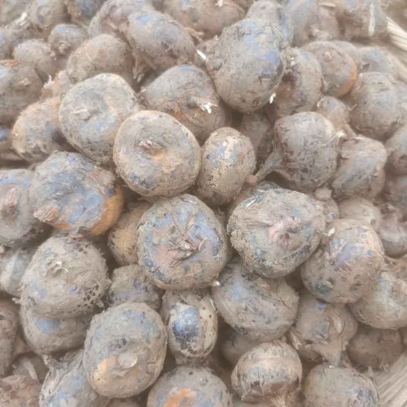 云南马蹄特大