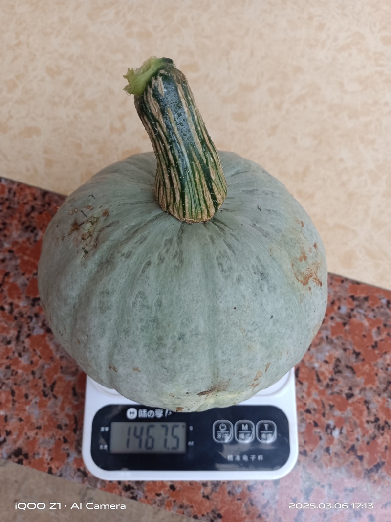 湛江银粟南瓜大量供货