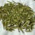 精品苔茶翠芽毛尖茶绿茶一手货源欢迎咨询采购支持看货