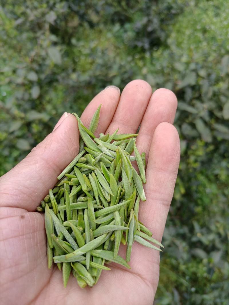 精品苔茶翠芽毛尖茶绿茶一手货源欢迎咨询采购支持看货