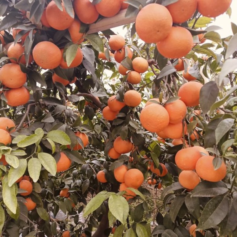 沃柑