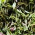 石阡苔茶，精品茶叶基地直销保质保量价格优惠一手货源