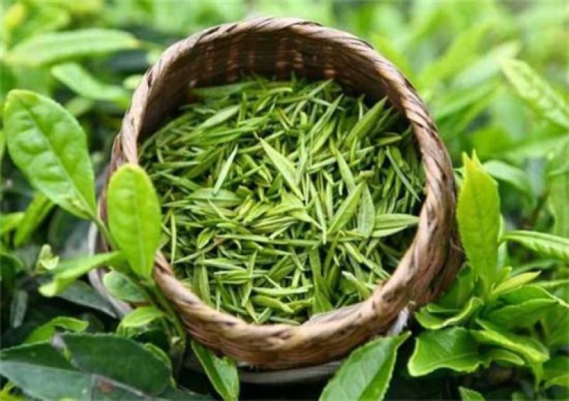 石阡苔茶，精品茶叶基地直销保质保量价格优惠一手货源