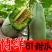 博洋甜瓜博洋61博洋9号品种规格齐全莘县万亩基地直发
