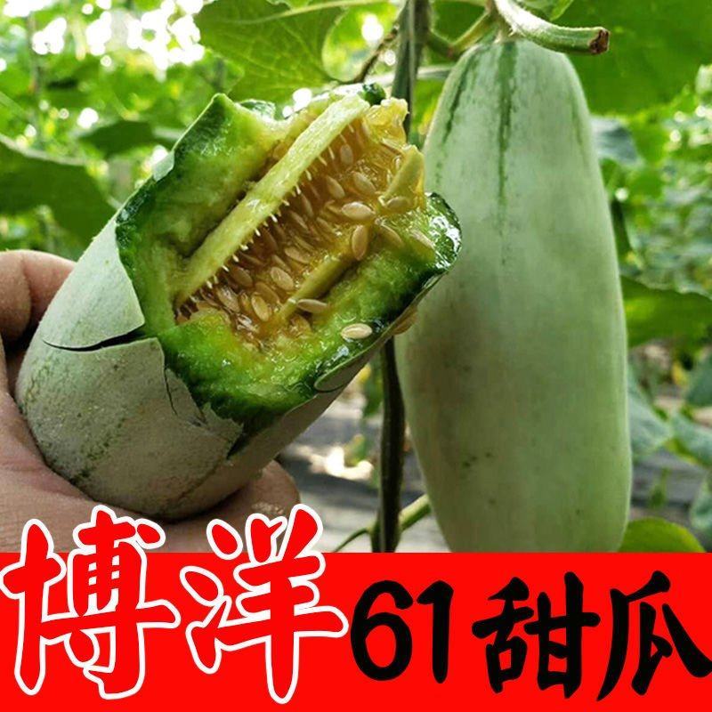 博洋甜瓜博洋61博洋9号品种规格齐全莘县万亩基地直发