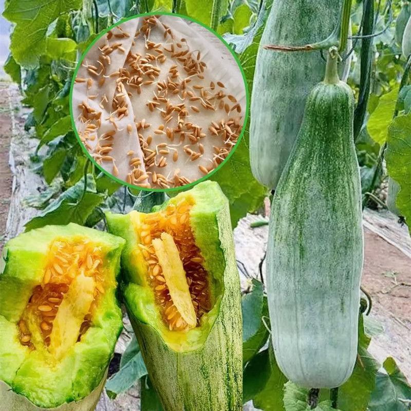 博洋甜瓜博洋61博洋9号品种规格齐全莘县万亩基地直发