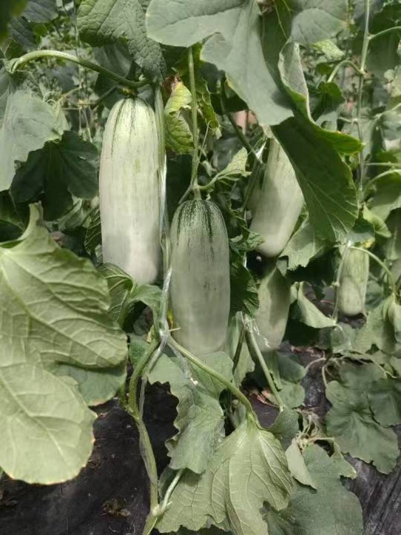 博洋甜瓜博洋61博洋9号品种规格齐全莘县万亩基地直发