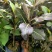小叶榄仁榄仁树苗绿化苗木自家苗场价格优惠