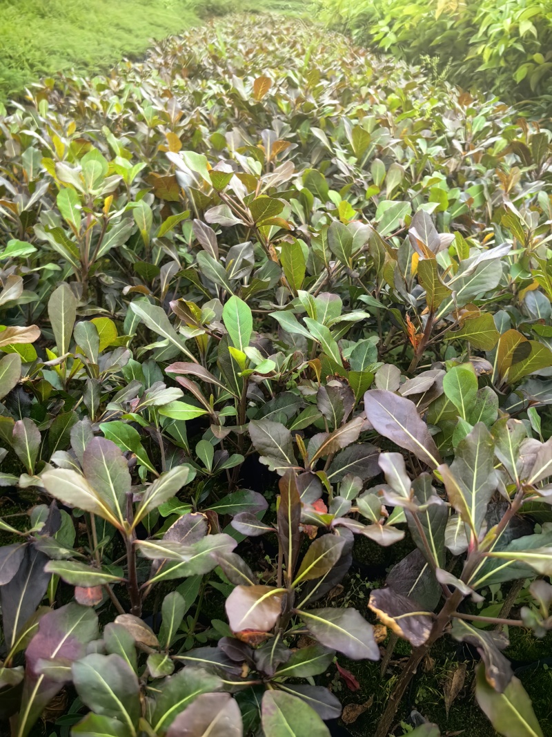 小叶榄仁榄仁树苗绿化苗木自家苗场价格优惠