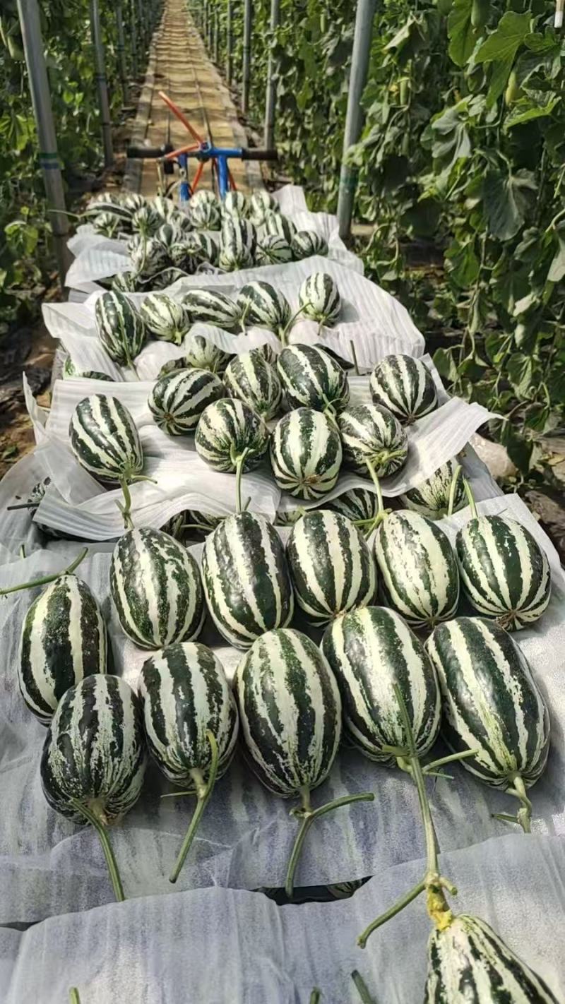 博洋9号甜瓜山东甜瓜精品甜瓜对接各大市场电商社区团购一件