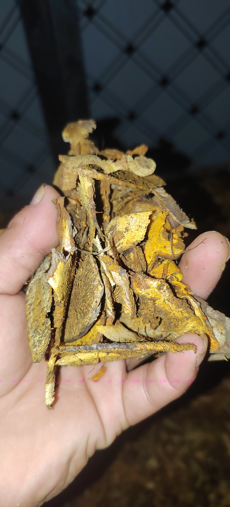 虎杖片